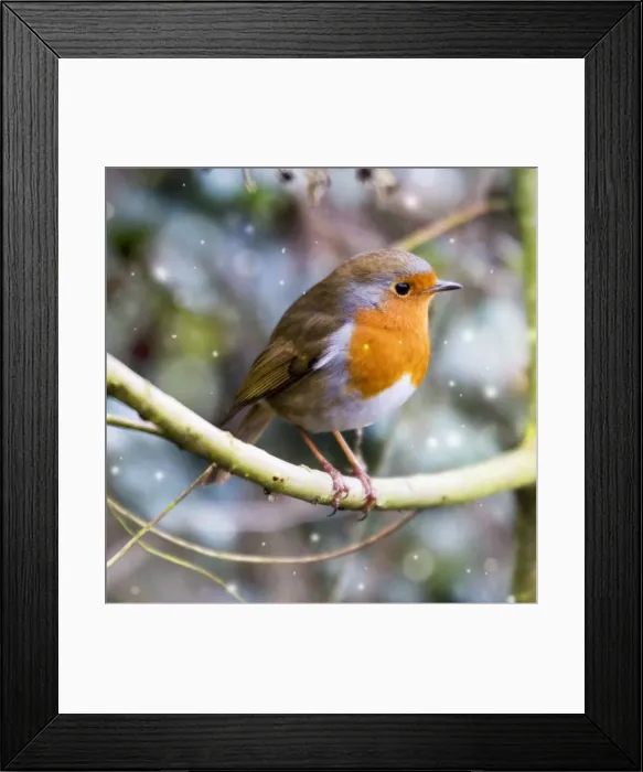 Framed Print : Robin - perched on willow branch Slimbridge UK Added falling snow Framed Print : Robin - perched on willow branch Slimbridge UK Added falling snow