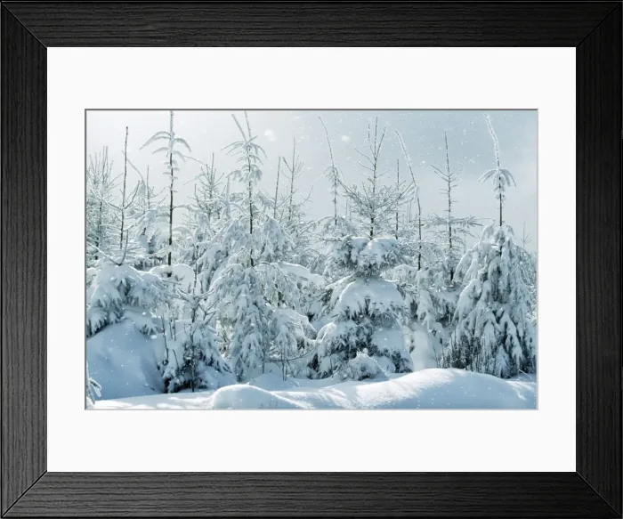 Framed Print : Norway Spruce Snowing in winter, Belguim Framed Print : Norway Spruce Snowing in winter, Belguim
