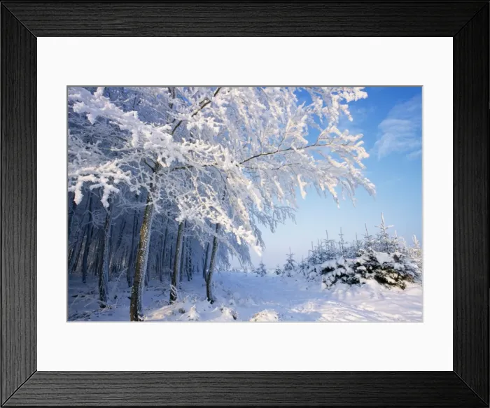 Framed Print : Beech Tree Edge of young wood in winter snow Framed Print : Beech Tree Edge of young wood in winter snow