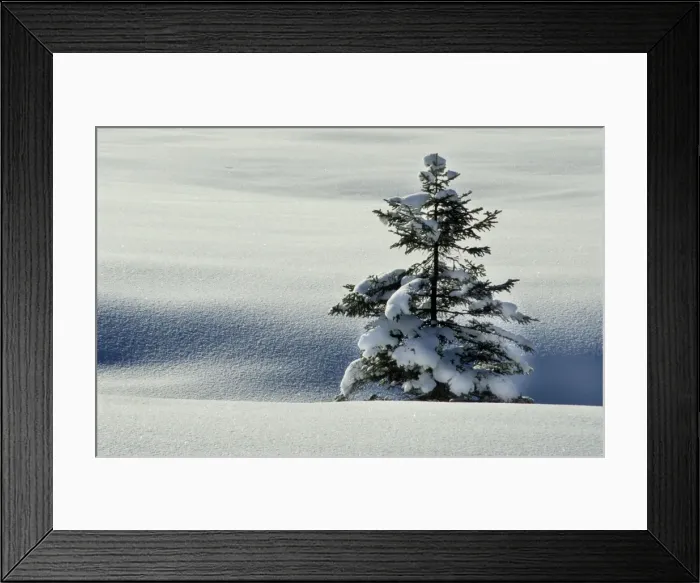 Framed Print : Winter landscape with spruce-fir in snow / Hautes fagnes / Belgium Framed Print : Winter landscape with spruce-fir in snow / Hautes fagnes / Belgium