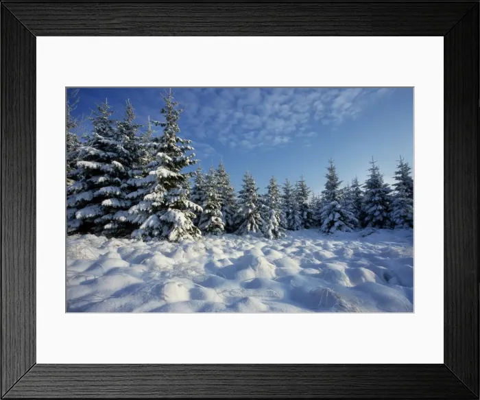 Framed Print : Winter landscape with pine-wood and snow / Hautes fagnes / Belgium Framed Print : Winter landscape with pine-wood and snow / Hautes fagnes / Belgium
