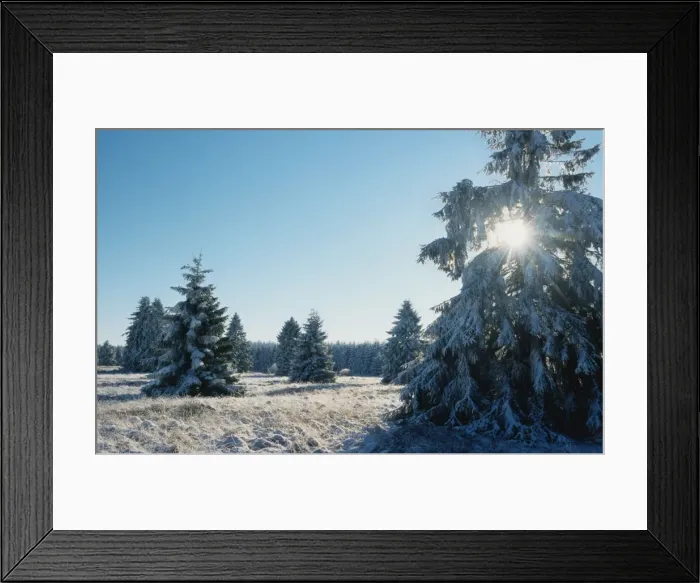 Framed Print : Winter landscape with pine-wood and snow / Hautes fagnes / Belgium Framed Print : Winter landscape with pine-wood and snow / Hautes fagnes / Belgium