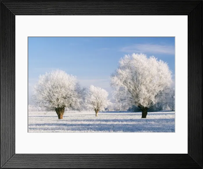 Framed Print : Hoar-Frost Pollard Willow Tree landscape Framed Print : Hoar-Frost Pollard Willow Tree landscape