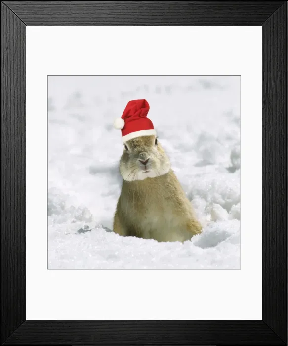 Framed Print : Rabbit - in snow wearing Christmas hat Digital manipulation: Christmas hat, left eye, lighten Framed Print : Rabbit - in snow wearing Christmas hat Digital manipulation: Christmas hat, left eye, lighten