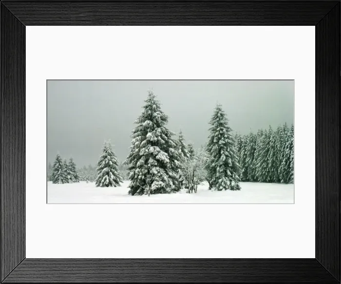 Framed Print : Norway Spruce - in heavy snow Hautes Fagnes, Belgium Framed Print : Norway Spruce - in heavy snow Hautes Fagnes, Belgium