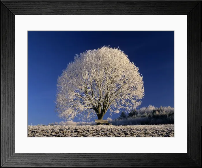 Framed Print : Frosty landscape frost covered tree and bench Baden-Wuerttemberg, Germany Framed Print : Frosty landscape frost covered tree and bench Baden-Wuerttemberg, Germany