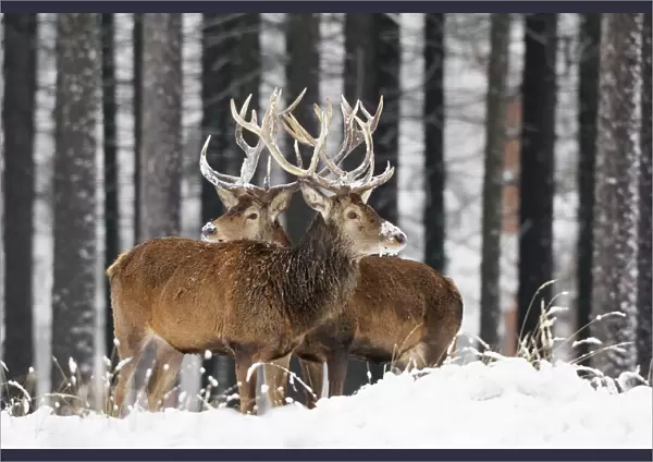 Red Deer - bucks in snow covered landscape, Germany