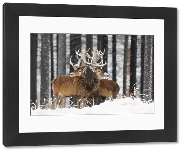 Red Deer - bucks in snow covered landscape, Germany