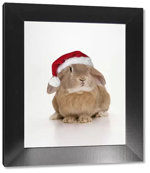Domestic Rabbit - wearing Christmas hat