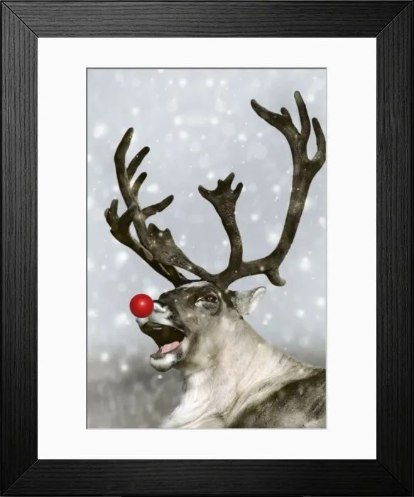 Framed Print : Barrren Ground Caribou / Reindeer - Rudolph the red-nosed Reindeer. Alaska Digital Manipulation: red nose, falling snow & background Framed Print : Barrren Ground Caribou / Reindeer - Rudolph the red-nosed Reindeer. Alaska Digital Manipulation: red nose, falling snow & background