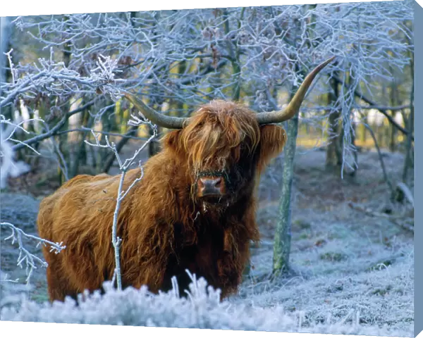 Scottish Highland Cow - in frost