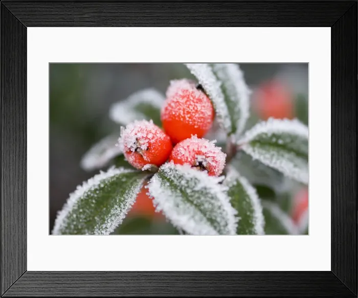 Framed Print : Cotoneaster Rimed berries - In frost Framed Print : Cotoneaster Rimed berries - In frost