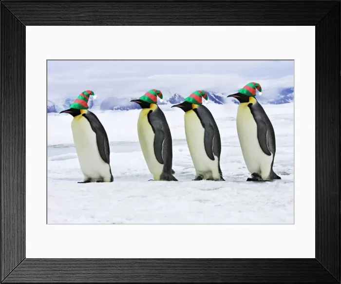 Framed Print : Emperor Penguin - four adults walking across ice, wearing hats. Snow hill island - Antarctica Framed Print : Emperor Penguin - four adults walking across ice, wearing hats. Snow hill island - Antarctica
