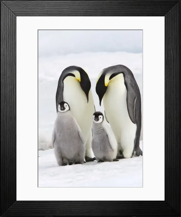 Framed Print : Emperor Penguin - two adults with two chicks. Snow hill island - Antarctica Framed Print : Emperor Penguin - two adults with two chicks. Snow hill island - Antarctica
