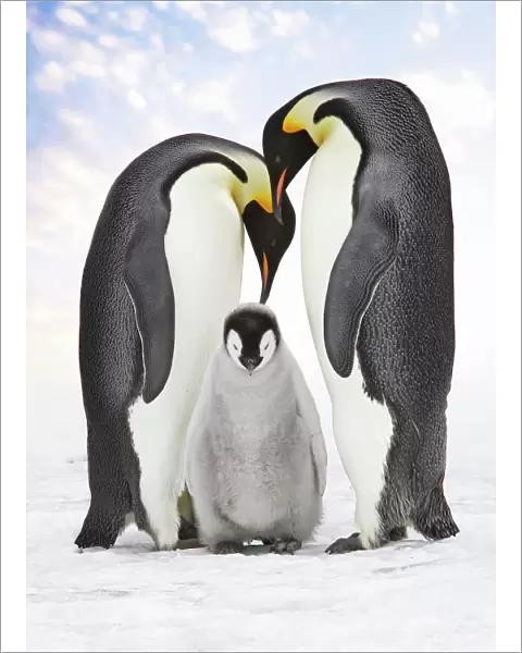 Emperor Penguin - two adults with chick. Snow hill island - Antarctica Cleaned background, added sky