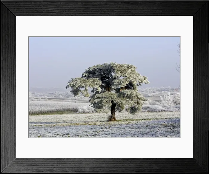Framed Print : Frost - covering fields and pine tree. France Framed Print : Frost - covering fields and pine tree. France