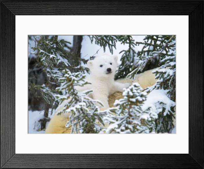 Framed Print : Polar Bear - cub looking through trees from adult's back Framed Print : Polar Bear - cub looking through trees from adult's back