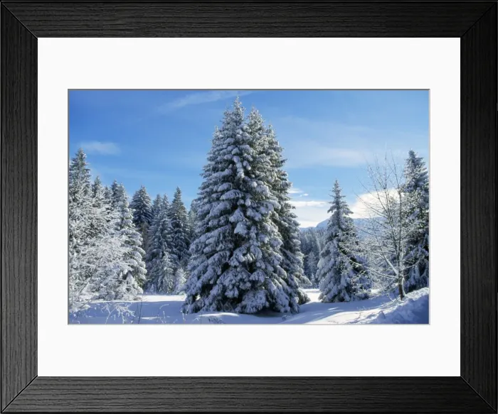 Framed Print : Snow - on Spruce Tree in forest Grenoble, France Framed Print : Snow - on Spruce Tree in forest Grenoble, France