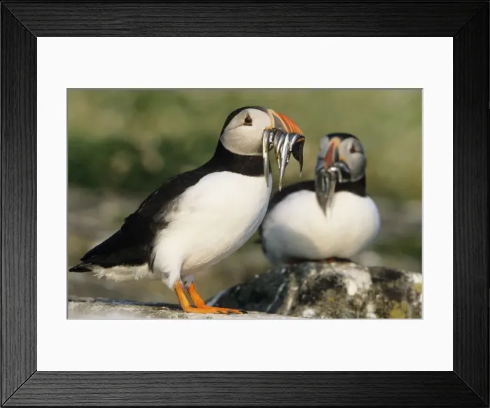 Framed Print : Puffin - x 2 with Sand Eels in beak UK Framed Print : Puffin - x 2 with Sand Eels in beak UK