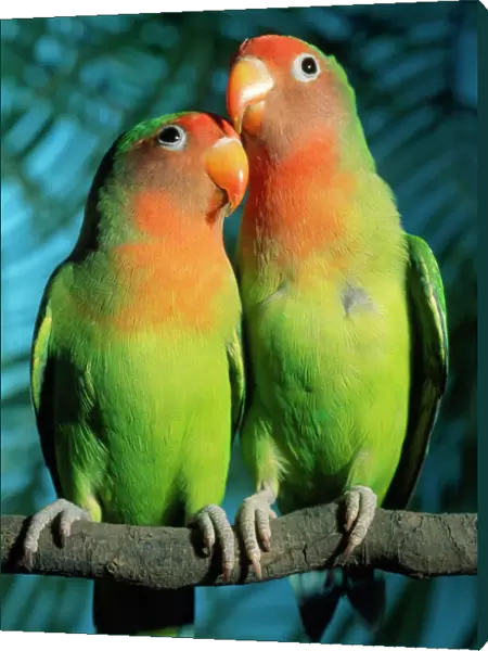 Fischer's  /  Peach-faced Lovebirds - Hybrid