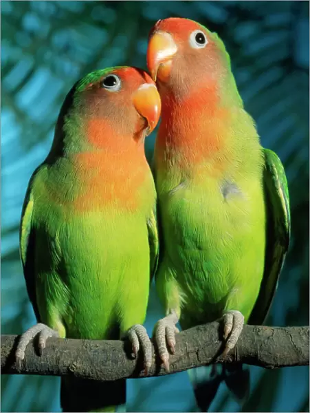 Fischer's  /  Peach-faced Lovebirds - Hybrid