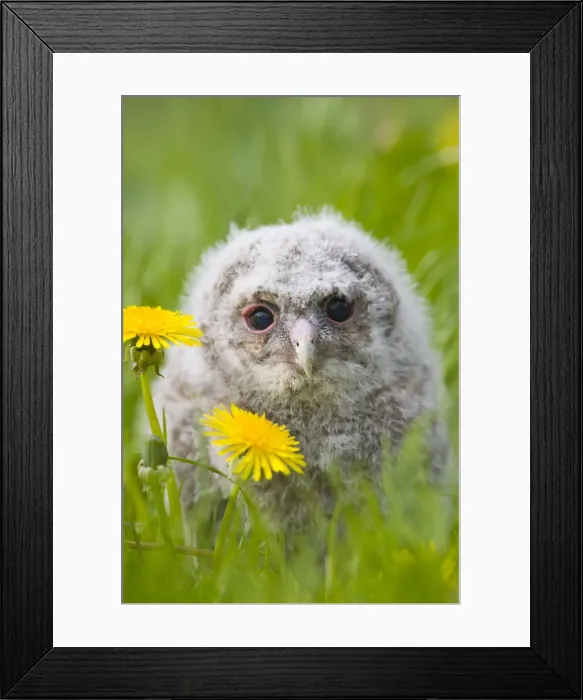 Framed Print : Tawny owl - youngster in meadow Bedfordshire UK 005504 Framed Print : Tawny owl - youngster in meadow Bedfordshire UK 005504