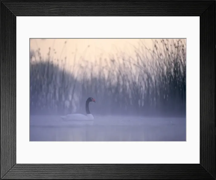 Framed Print : Black-necked Swan male Breeding site ( pond with Scirpus vegetation) Argentine Pampa Framed Print : Black-necked Swan male Breeding site ( pond with Scirpus vegetation) Argentine Pampa