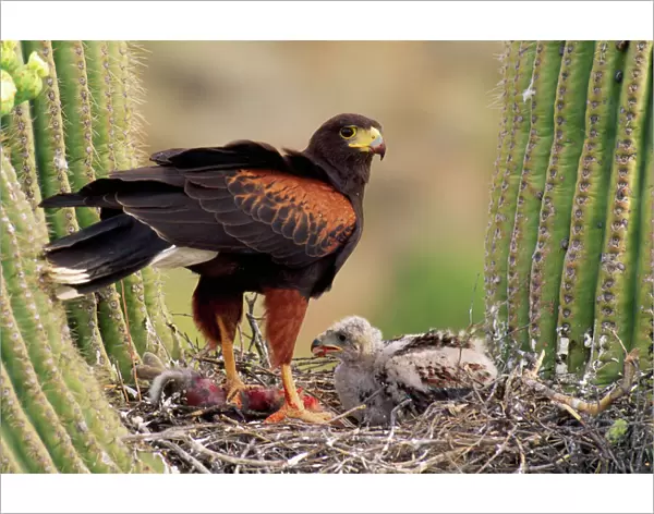 Harris's Hawk - on nest Sanguaro Desert, Arizona, USA