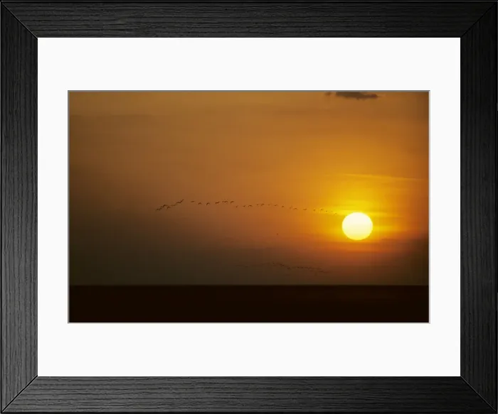 Framed Print : Ibis - Flying to Roost at Sunset Llanos, Orinoco delta, Venezuela BI005787 Framed Print : Ibis - Flying to Roost at Sunset Llanos, Orinoco delta, Venezuela BI005787