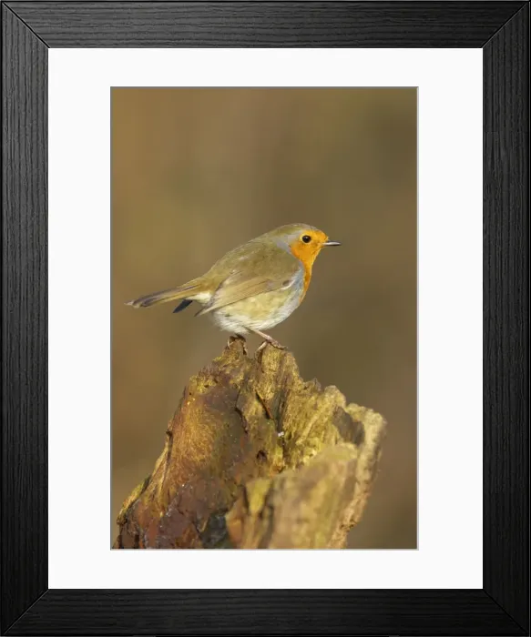 Framed Print : Robin Lea Valley Country Park, Essex, UK BI007019 Framed Print : Robin Lea Valley Country Park, Essex, UK BI007019