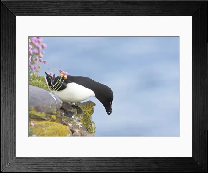 Framed Print : Razorbill - Preparing to leave cliff edge Alca torda Fowlsheugh RSPB Reserve Grampian, UK BI010123 Framed Print : Razorbill - Preparing to leave cliff edge Alca torda Fowlsheugh RSPB Reserve Grampian, UK BI010123