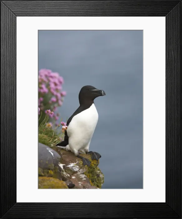 Framed Print : Razorbill Alca torda Fowlsheugh RSPB Reserve Grampian, UK BI010146 Framed Print : Razorbill Alca torda Fowlsheugh RSPB Reserve Grampian, UK BI010146