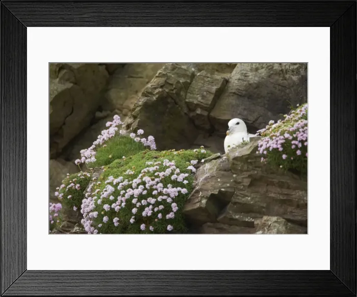 Framed Print : Fulmar - On nest amongst thrift Sumburgh Head, Shetland, UK BI010634 Framed Print : Fulmar - On nest amongst thrift Sumburgh Head, Shetland, UK BI010634