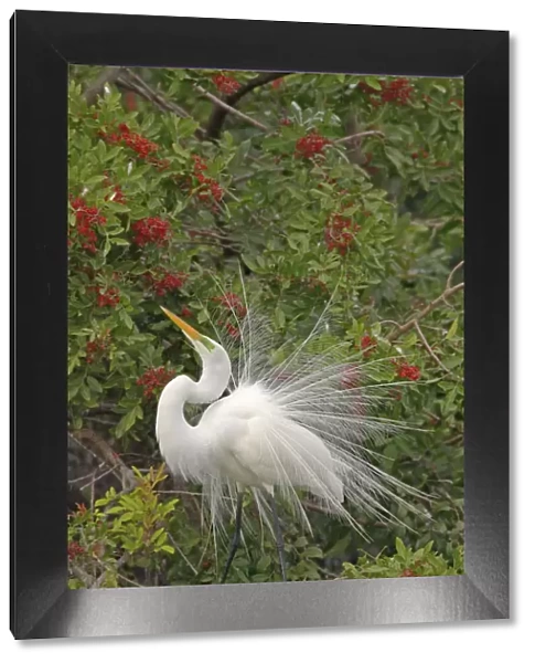 Great White Egret - Displaying in tree Venice Rookery, Florida, USA BI000186