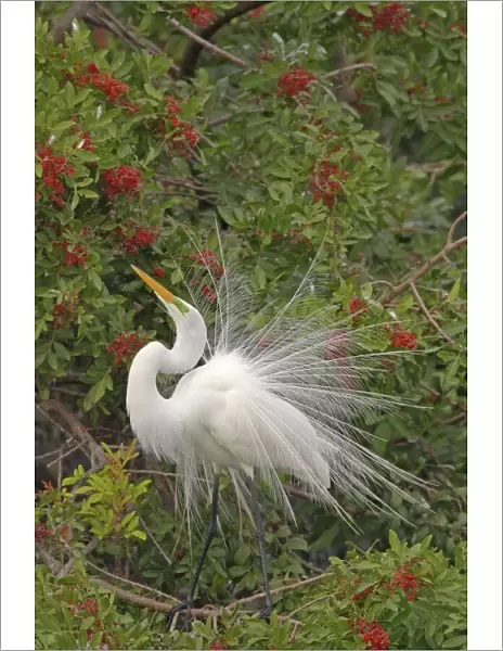 Great White Egret - Displaying in tree Venice Rookery, Florida, USA BI000186