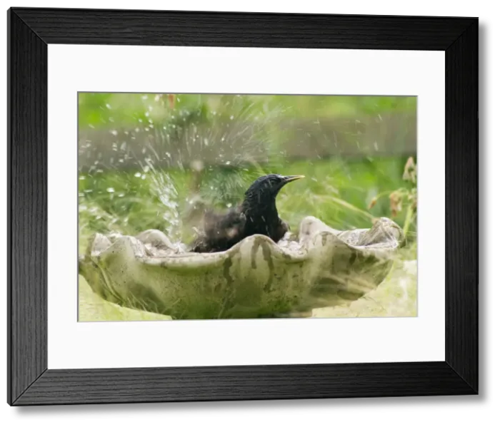 Framed Print : Starling - bathing in birdbath. Birds like to keep their feathers clean, as well as to drink, and are attracted to birdbaths in gardens Framed Print : Starling - bathing in birdbath. Birds like to keep their feathers clean, as well as to drink, and are attracted to birdbaths in gardens
