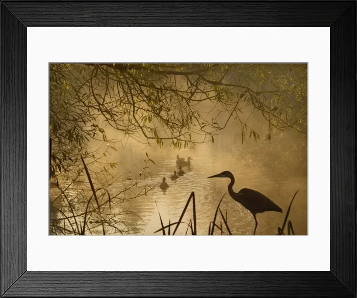 Framed Print : Heron - Autumn mist over woodland pond with ducks and heron silhouetted. Oxfordshire, England (Manipulated) Framed Print : Heron - Autumn mist over woodland pond with ducks and heron silhouetted. Oxfordshire, England (Manipulated)
