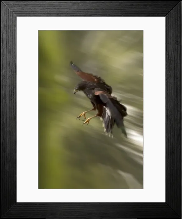 Framed Print : Harris's Hawk - In flight, swoops fast to catch its prey Found in desert regions of America Framed Print : Harris's Hawk - In flight, swoops fast to catch its prey Found in desert regions of America