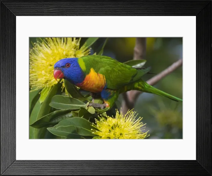 Framed Print : Rainbow Lorikeet feeding Common in eastern and southern parts of Australia. Introduced to Perth. Feeding on a flowering bush on the Cairns esplanade, Queensland, Australia Framed Print : Rainbow Lorikeet feeding Common in eastern and southern parts of Australia. Introduced to Perth. Feeding on a flowering bush on the Cairns esplanade, Queensland, Australia