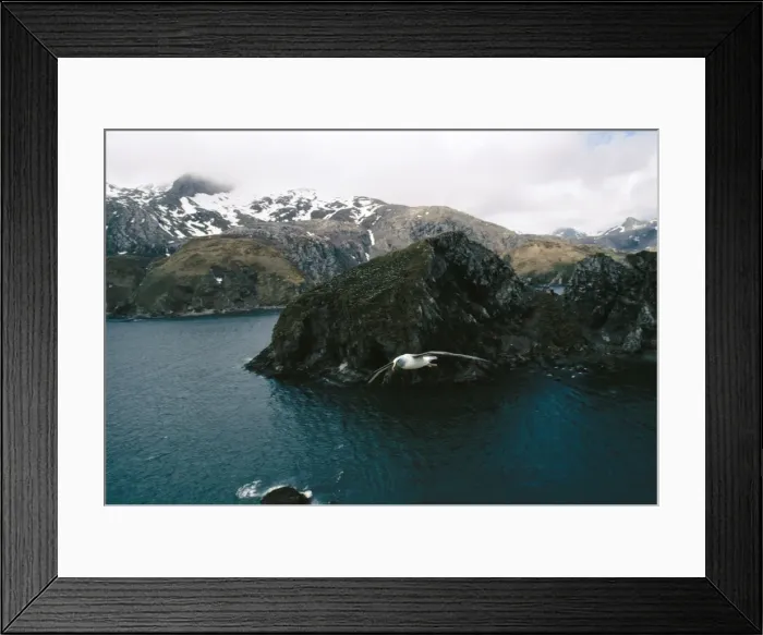 Framed Print : Grey-headed Albatross Framed Print : Grey-headed Albatross
