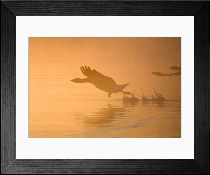Framed Print : Greylag Goose - Taking Flight in Misty Sunrise - Hickling Broad Norfolk UK Framed Print : Greylag Goose - Taking Flight in Misty Sunrise - Hickling Broad Norfolk UK