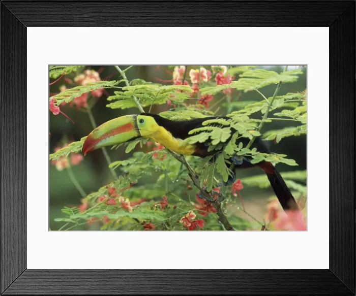Framed Print : Keel-billed Toucan Central Amerca Framed Print : Keel-billed Toucan Central Amerca
