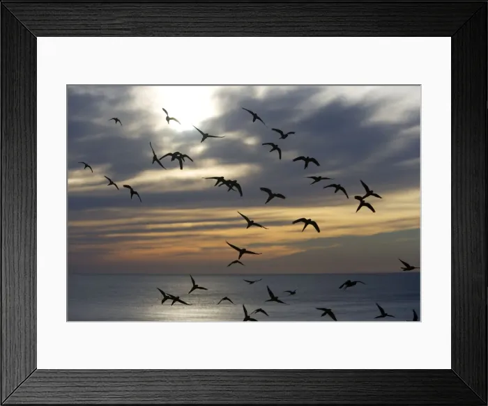 Framed Print : Burrowing Parrot / Patagonian conure ('Barranquero') - soar in great flocks above their nesting cliffs and the beach, on the shore of the Atlantic Ocean. Province of Rio Negro, Patagonia, Argentina Framed Print : Burrowing Parrot / Patagonian conure ('Barranquero') - soar in great flocks above their nesting cliffs and the beach, on the shore of the Atlantic Ocean. Province of Rio Negro, Patagonia, Argentina