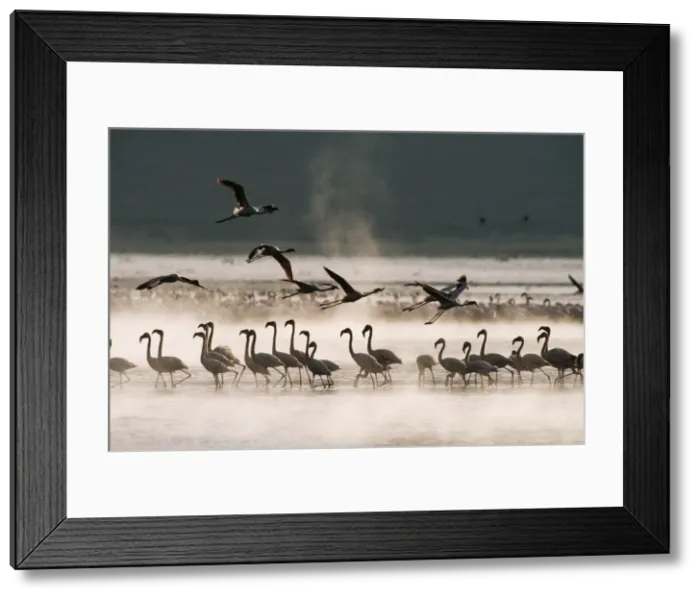 Framed Print : Lesser Flamingo Lake Bogoria Rift Valley, Kenya, Africa Framed Print : Lesser Flamingo Lake Bogoria Rift Valley, Kenya, Africa