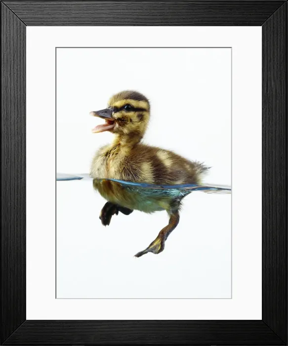 Framed Print : Mallard Duck - duckling in water