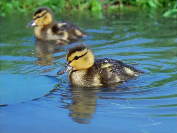 Mallard Duck - two ducklings on a pond
