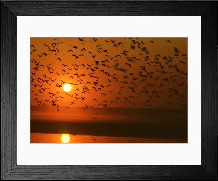 Framed Print : Grass Whistle Ducks In flight at sunset Yellow Waters Kakadu National Park, N. T. Australia Framed Print : Grass Whistle Ducks In flight at sunset Yellow Waters Kakadu National Park, N. T. Australia