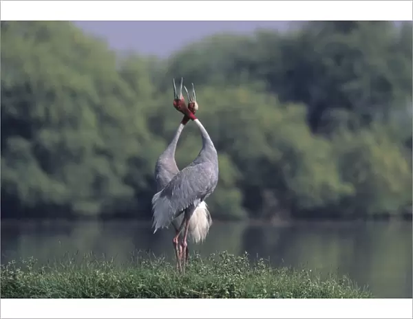 Indian Sarus Crane giving unison call. Keoladeo National Park, India