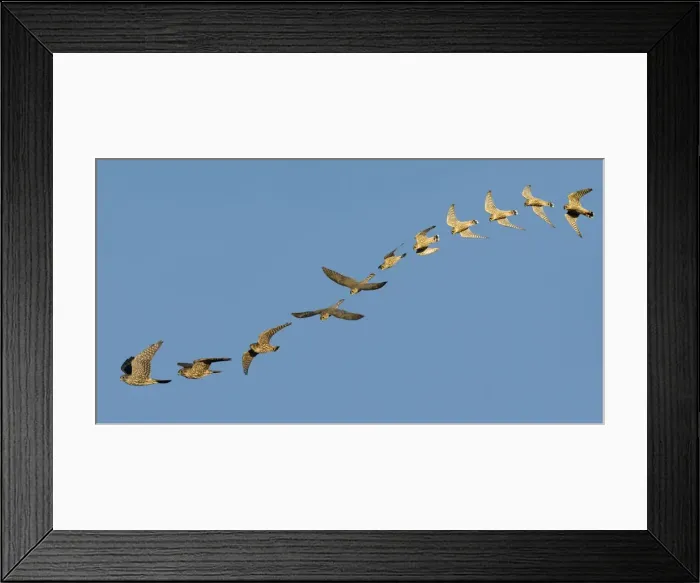 Framed Print : Merlin - in flight. Photographed in Cape May New Jersey during the fall migration. USA Composed of 11 images that were shot in sequence. All the composed images took place in just over 1 second! Framed Print : Merlin - in flight. Photographed in Cape May New Jersey during the fall migration. USA Composed of 11 images that were shot in sequence. All the composed images took place in just over 1 second!