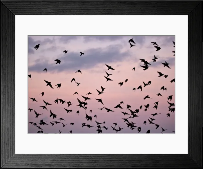Framed Print : Starlings Mass of birds in flight Eastbourne, East Sussex, South East England Framed Print : Starlings Mass of birds in flight Eastbourne, East Sussex, South East England